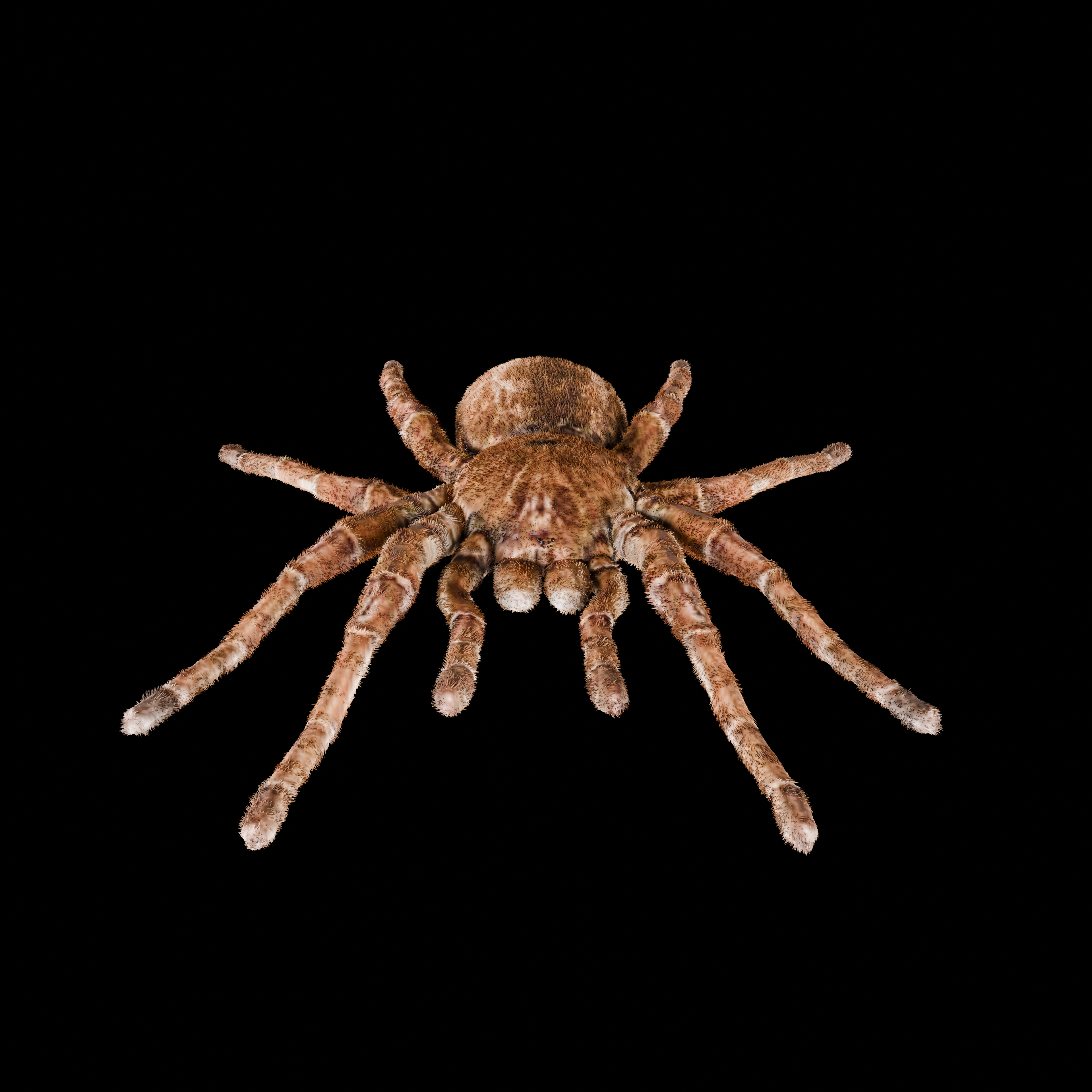 Spider Goliath Birdeater