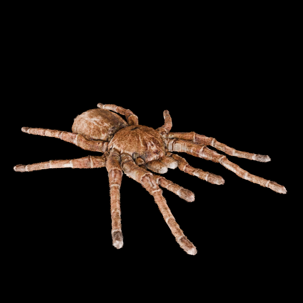 Spider Goliath Birdeater