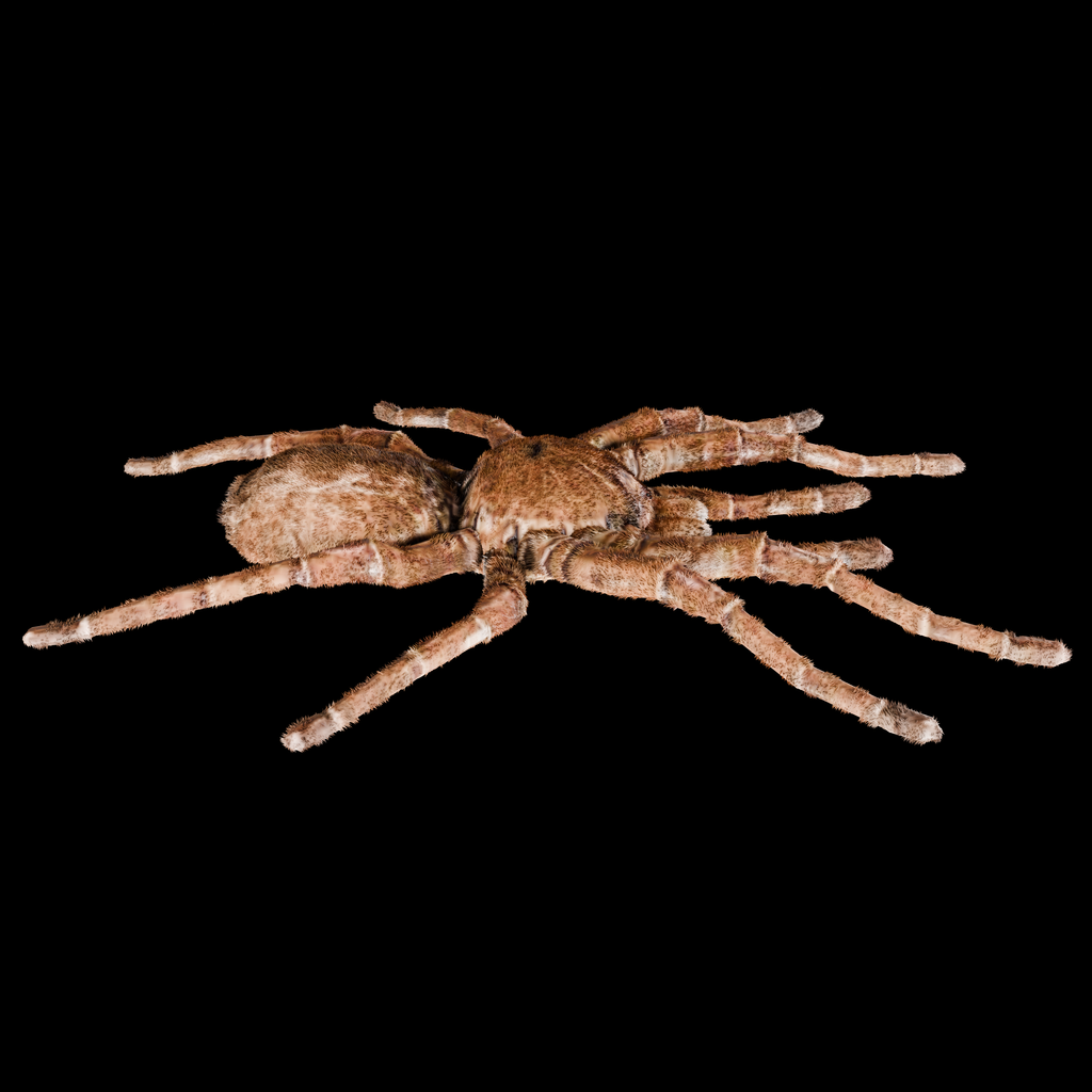 Spider Goliath Birdeater