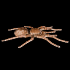 Spider Goliath Birdeater