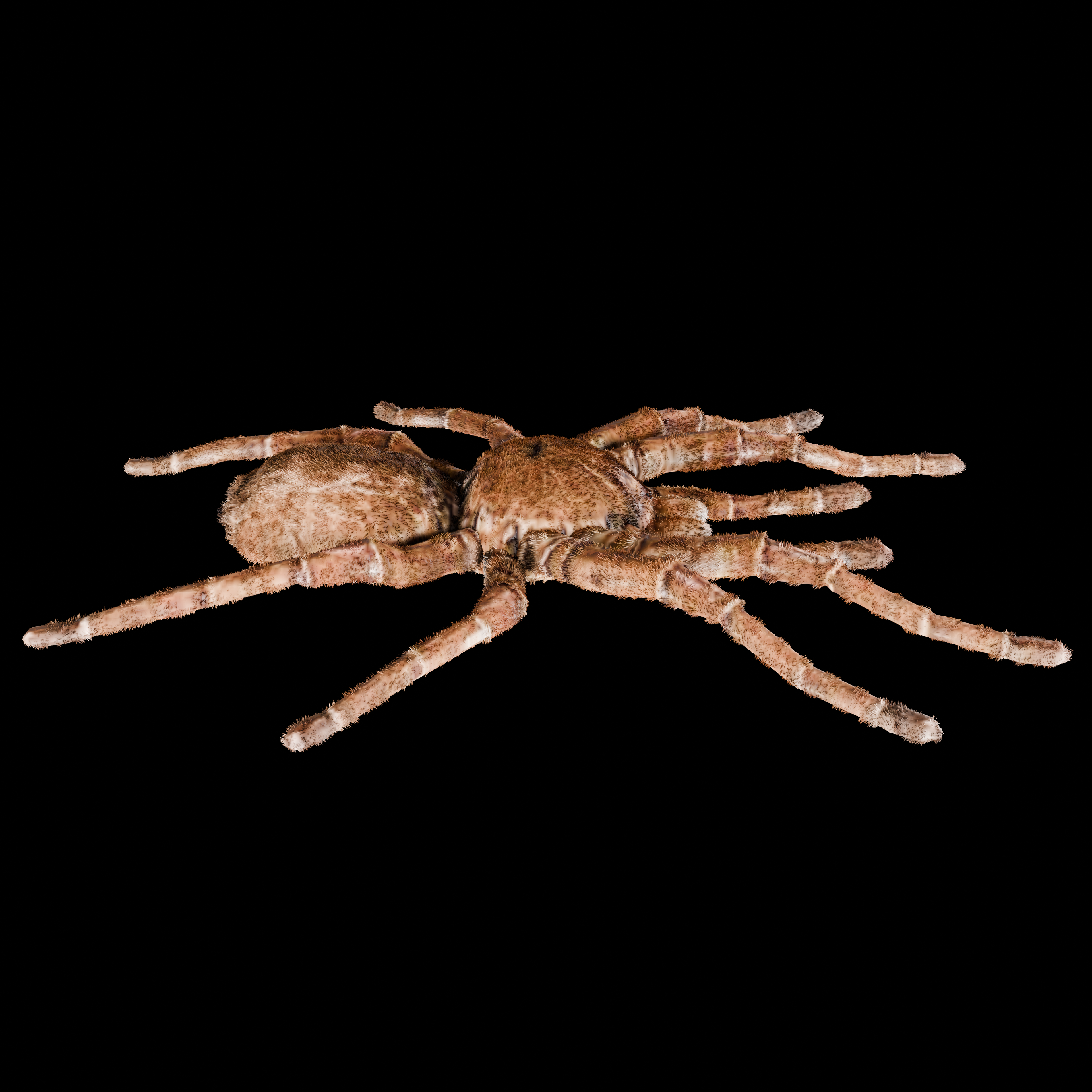 Spider Goliath Birdeater