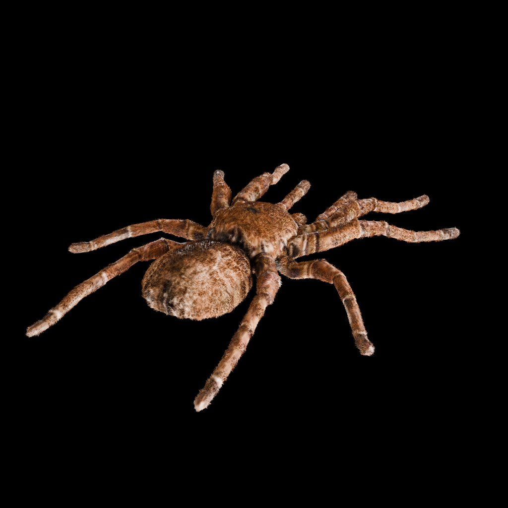 Spider Goliath Birdeater