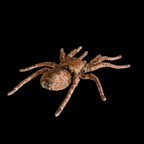 Spider Goliath Birdeater