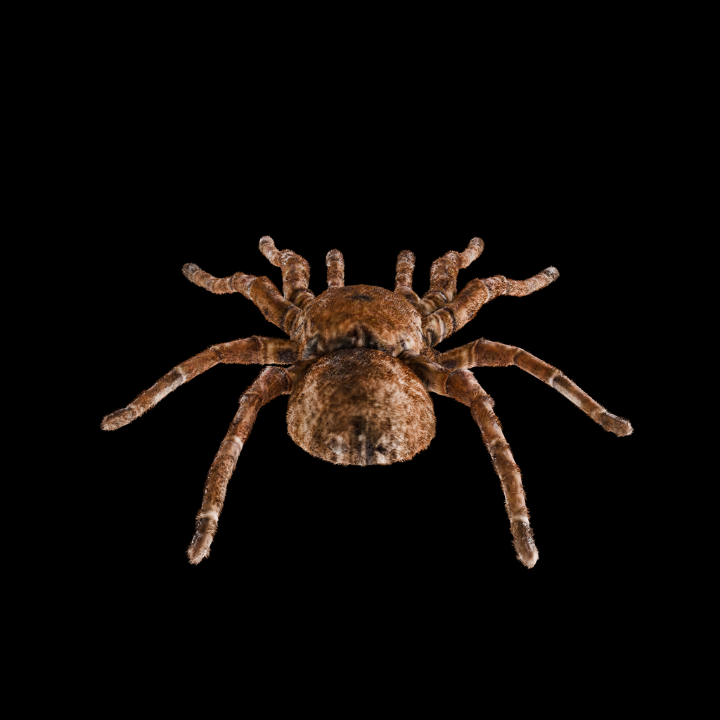 Spider Goliath Birdeater
