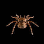 Spider Goliath Birdeater