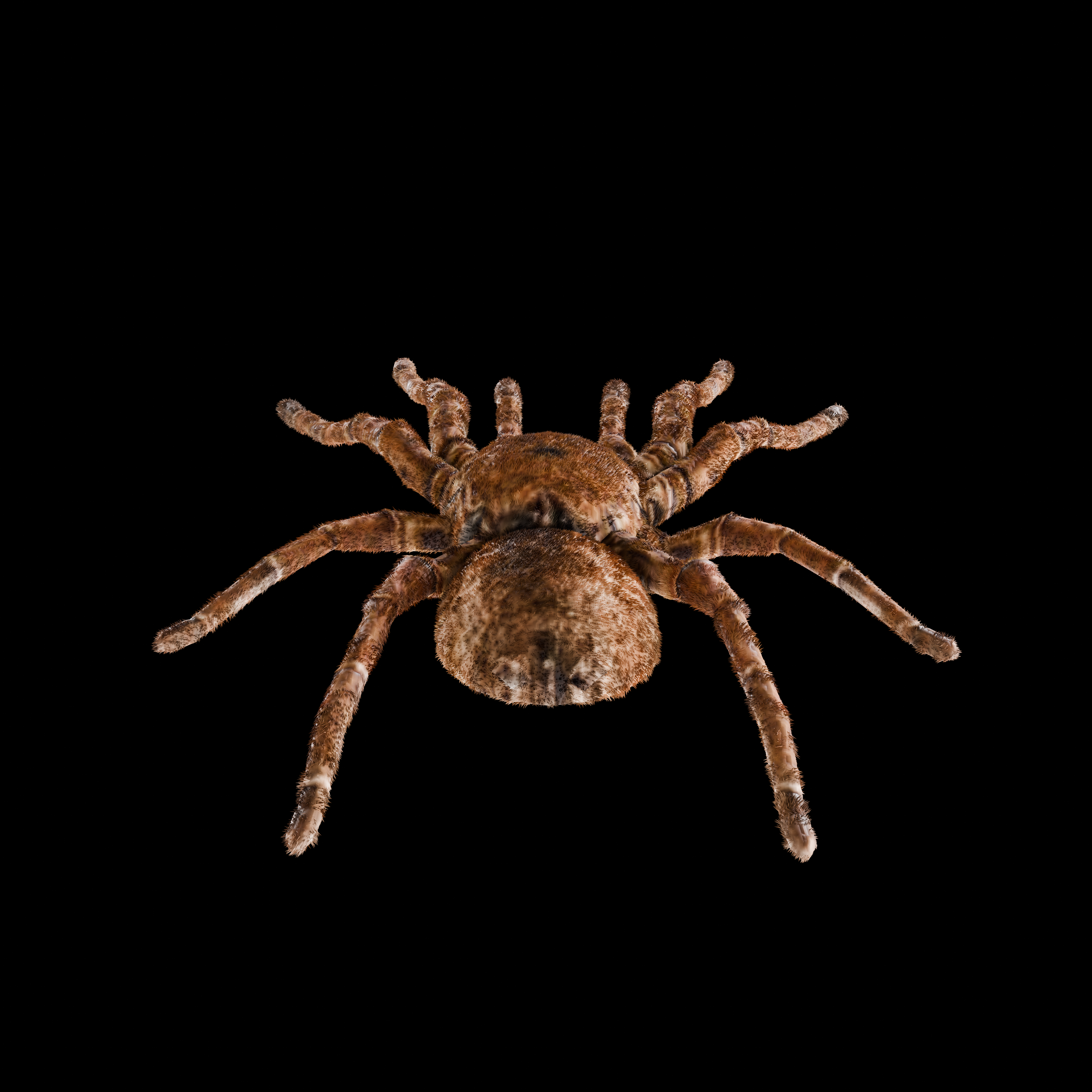 Spider Goliath Birdeater