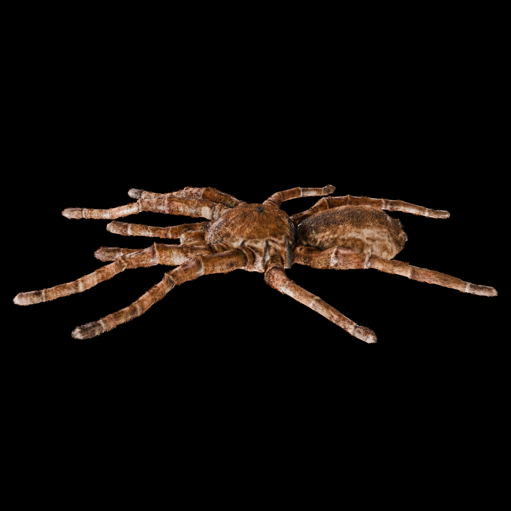 Spider Goliath Birdeater