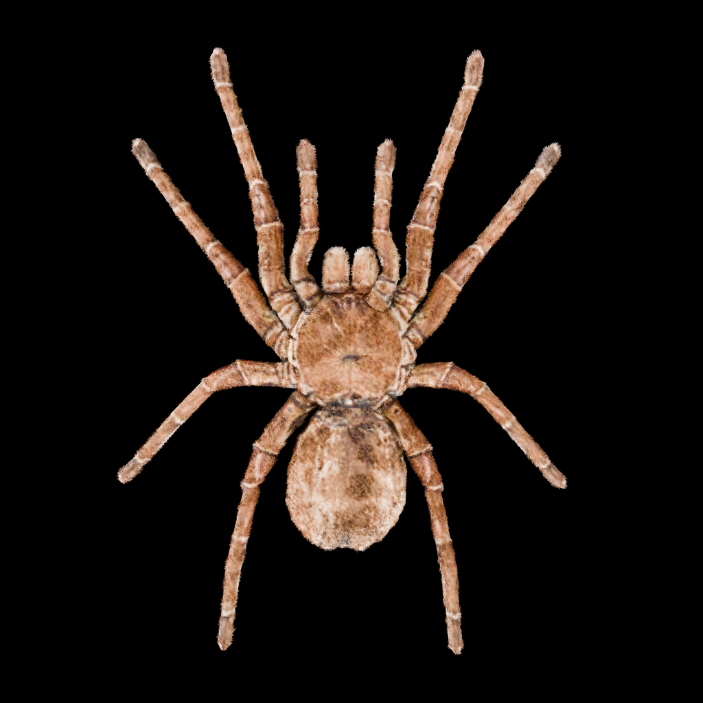 Spider Goliath Birdeater