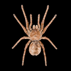 Spider Goliath Birdeater