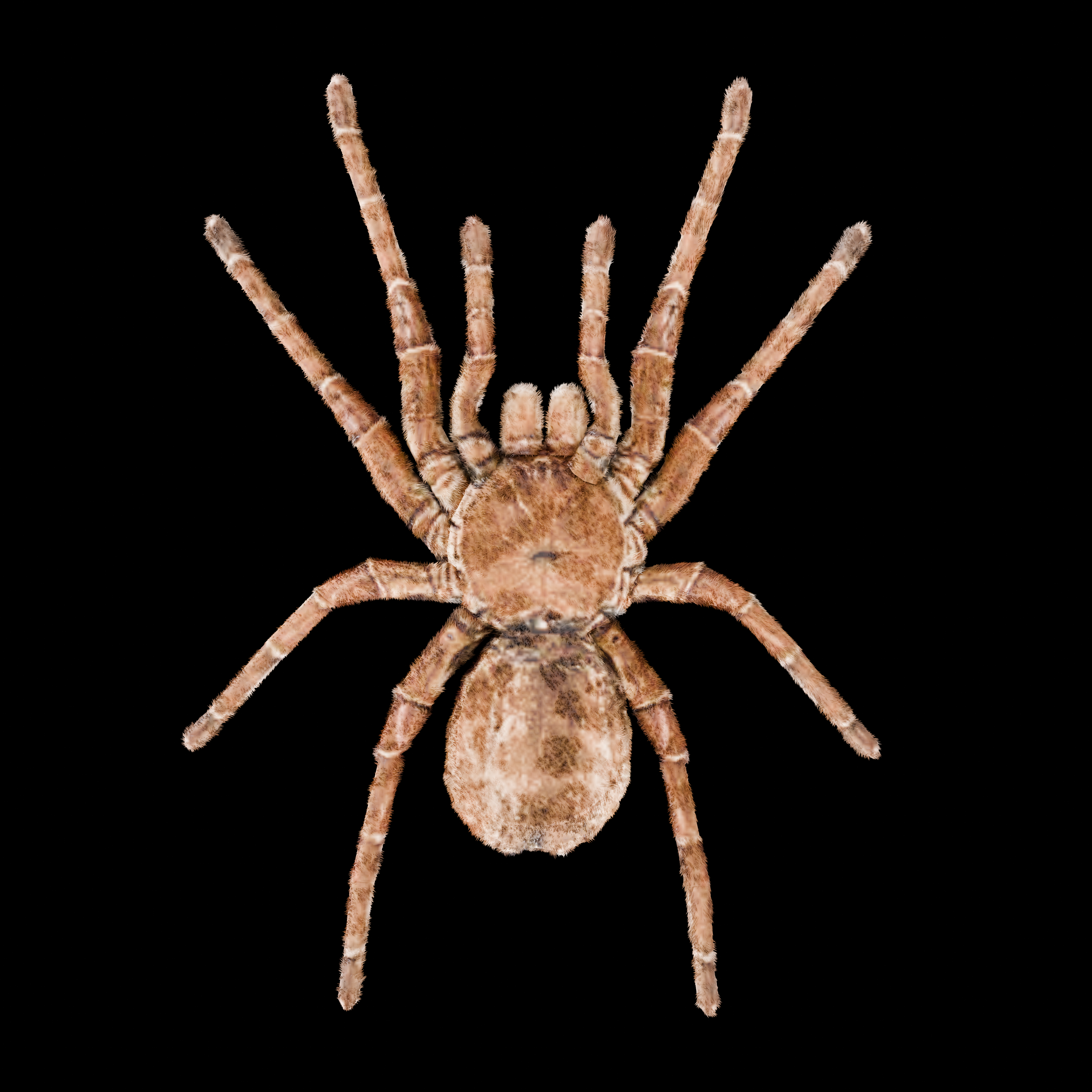 Spider Goliath Birdeater