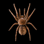 Spider Goliath Birdeater