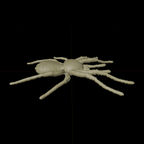 Spider Goliath Birdeater