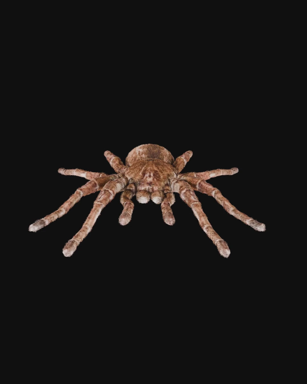 Spider Goliath Birdeater