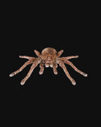 Spider Goliath Birdeater
