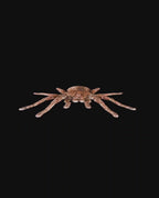 Spider Goliath Birdeater